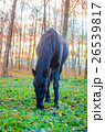 Horse eating grass in the forest, shallow DOF 26539817