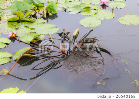 beautiful Lotus in the pond. 26540168