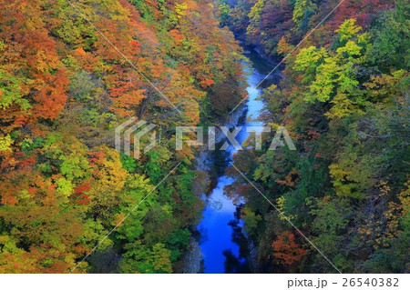 小安峡の紅葉 小安峡の紅葉 26540382