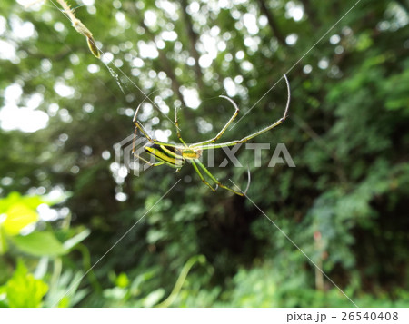 オオシロカネグモ 26540408