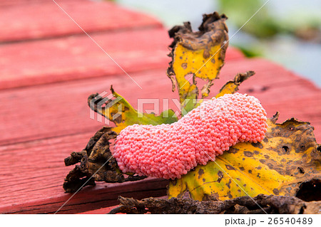 Closeup Eggs of Golden apple-snail 26540489