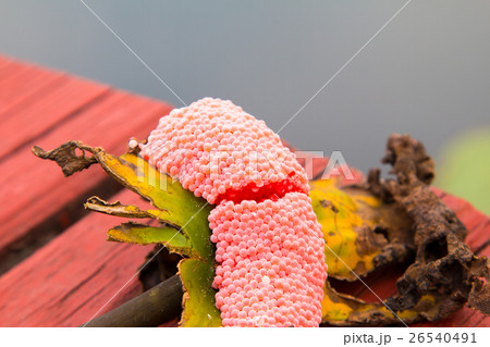 Closeup Eggs of Golden apple-snail 26540491