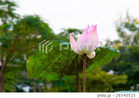 Lotus flower in pond 26540525