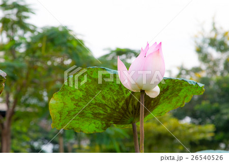 Lotus flower in pond 26540526