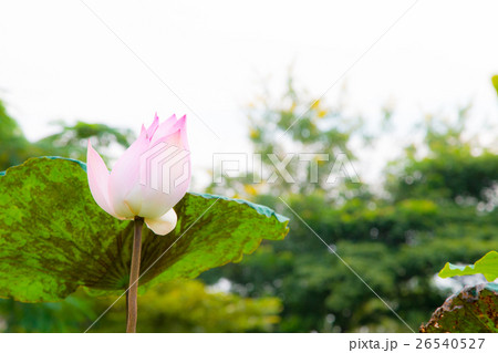 Lotus flower in pond 26540527