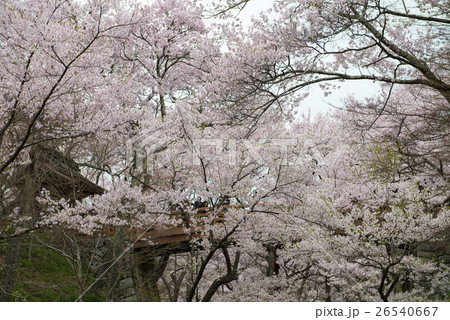 高遠桜 26540667