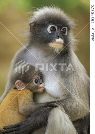 motherhood of Dusky leaf monkey motherhood of Dusky leaf monkey 26540870