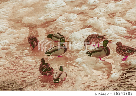 Winter outdoor duck pond with ice surface in St 26541385