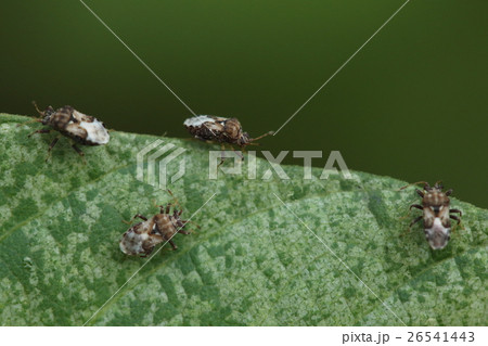 生き物 昆虫 メダカナガカメムシ、三ミリ足らずの小さなカメムシ。クズなどマメ科の草にびっしりと・・・ 生き物 昆虫 メダカナガカメムシ、三ミリ足らずの小さなカメムシ。クズなどマメ科の草にびっしりと・・・ 26541443
