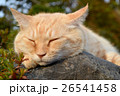 お昼寝中の猫 26541458