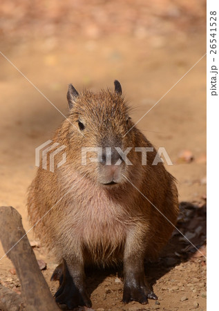 カピバラ110 カピバラ110 26541528