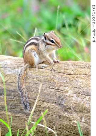 木の上のシマリス 26541731
