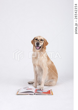 Animal companion and me  26542354