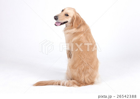 Animal companion and me  26542388