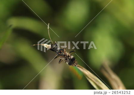 生き物 昆虫 ヨツボシヒョウタンナガカメムシ、長い名前の細長いカメムシ。『瓢箪』には見えませんが 生き物 昆虫 ヨツボシヒョウタンナガカメムシ、長い名前の細長いカメムシ。『瓢箪』には見えませんが 26543252