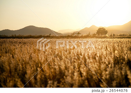 Common reed  26544076