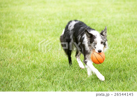 Pet and Me II  26544145