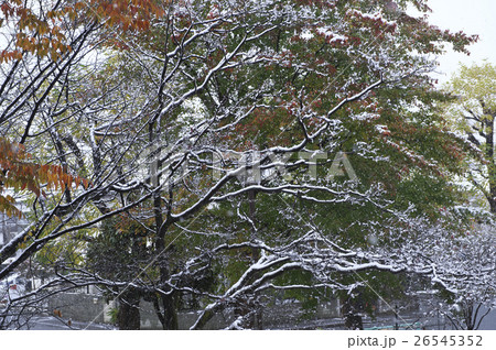 紅葉に積もる初雪 26545352