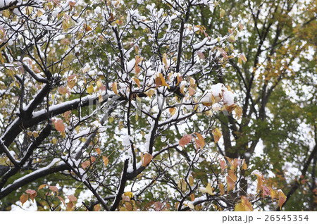 紅葉に積もる初雪 紅葉に積もる初雪 26545354
