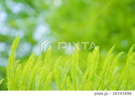 春・新緑ラクウショウの輝き３ 26545896