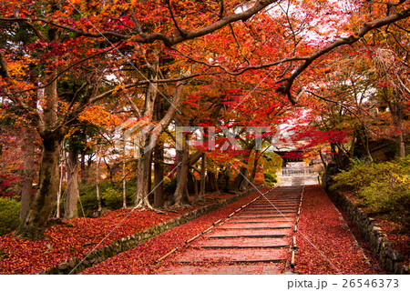 毘沙門堂の紅葉 26546373