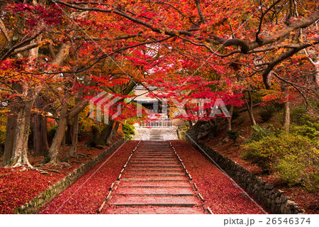 毘沙門堂の紅葉 26546374