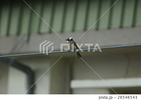 オキナグサ おきなぐさ 西洋翁草 26546543