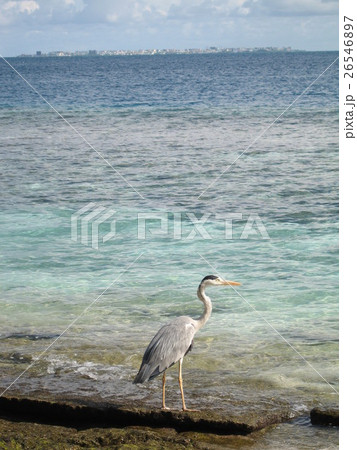 モルジブ　シラサギ 26546897