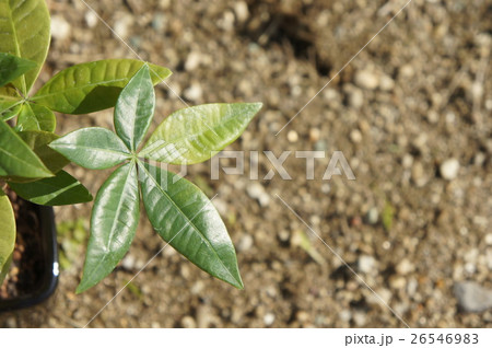 パキラ パキラ 26546983