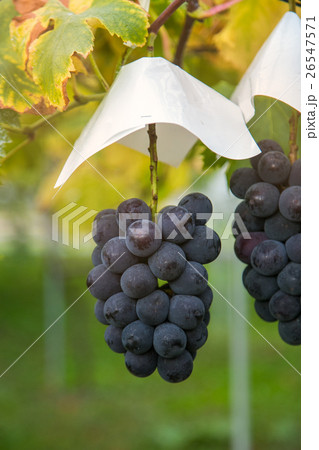 grapes garden Japan 26547571