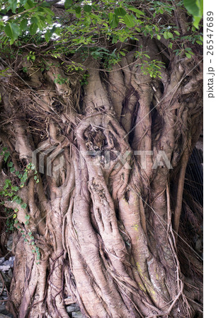 アコウの巨木 アコウの巨木 26547689