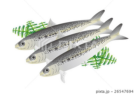イワシ 26547694