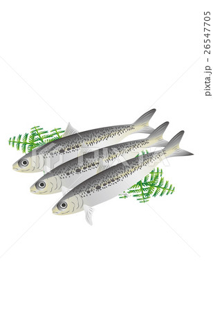 イワシ 26547705