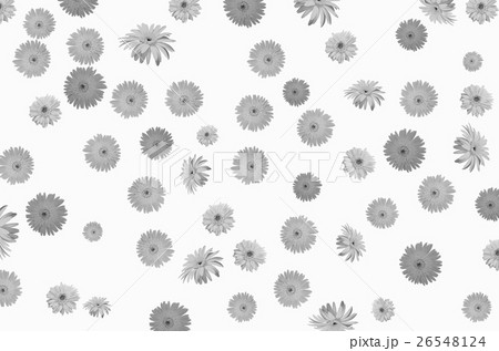 Black and white pattern of gerbera flower texture Black and white pattern of gerbera flower texture 26548124