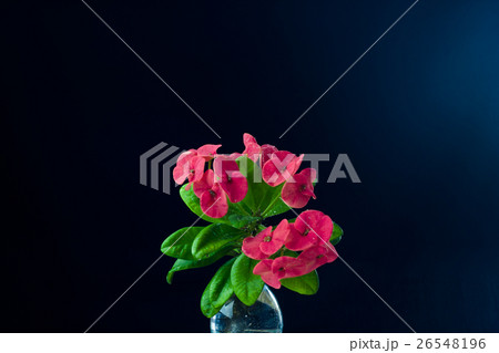 Euphorbia milli dark blue background 26548196