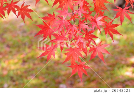 カエデの紅葉 26548322