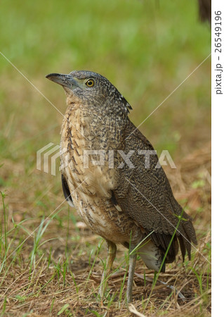 鳥 鳥綱 しみ 26549196