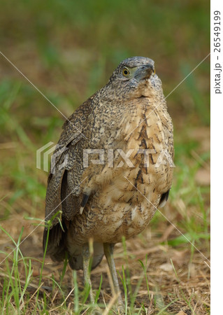 鳥 鳥綱 しみ 26549199