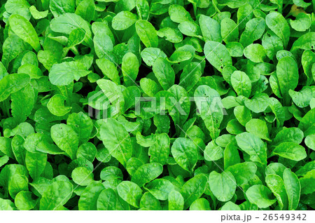 green radish leaf plants in growth at garden 26549342
