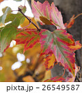 メープルの紅葉 26549587