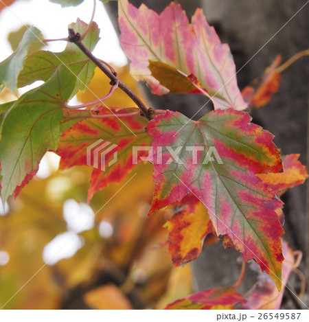 メープルの紅葉 26549587