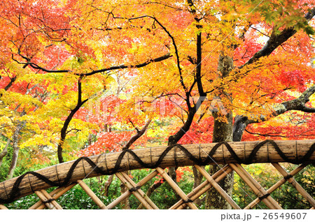 箱根美術館の紅葉 26549607