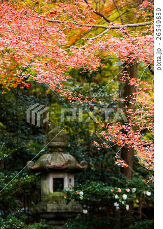 秋の瑠璃光院　書院一階から眺める瑠璃の庭 26549839