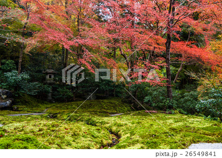 秋の瑠璃光院　書院一階から眺める瑠璃の庭 26549841
