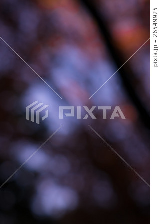 秋の森の中のモミジのボケ素材 秋の森の中のモミジのボケ素材 26549925