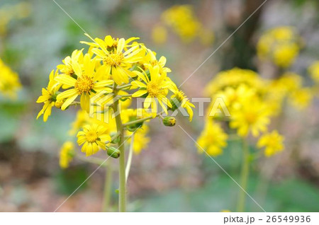 ツワブキ ツワブキ 26549936