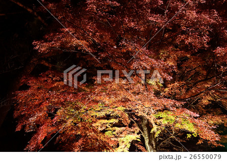 養老公園　紅葉ライトアップ 26550079