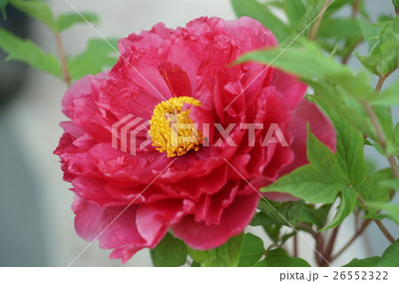 花 フラワー お花 26552322