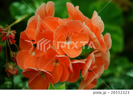 花 フラワー お花 26552323