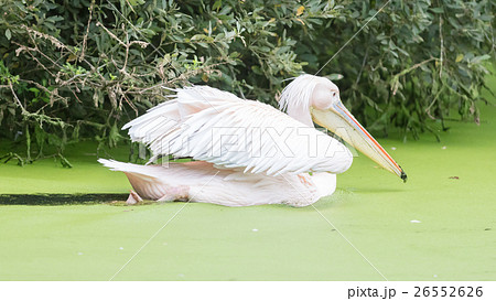 Swimming pelican, dirty water 26552626